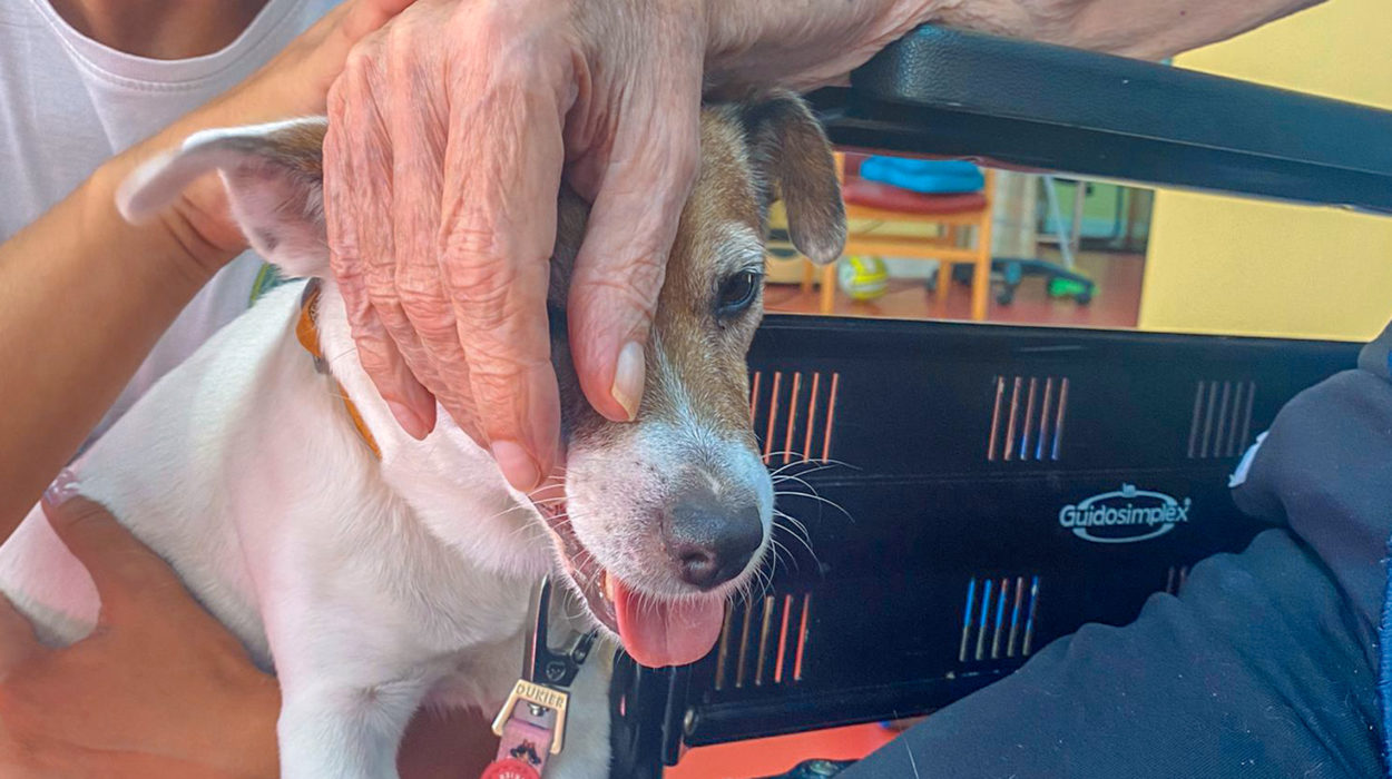 Terapia con perros y personas mayores