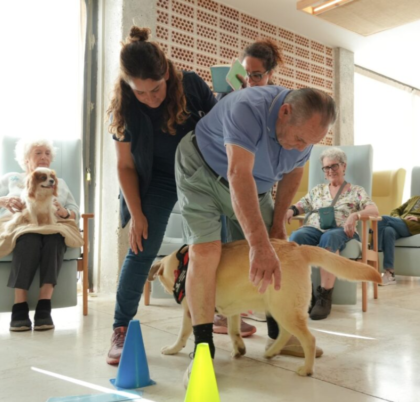 Perro labrador pasando por debajo de piernas anciano