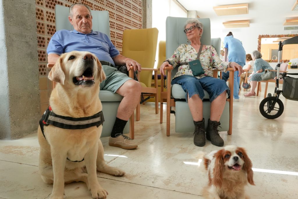 perros acompañando personas mayores